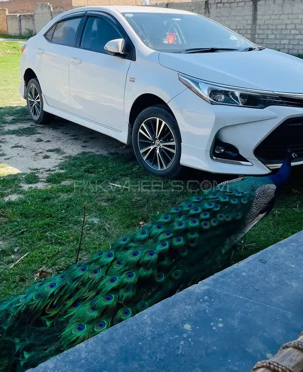 Toyota Corolla 2022 for Sale in Mardan Image-1